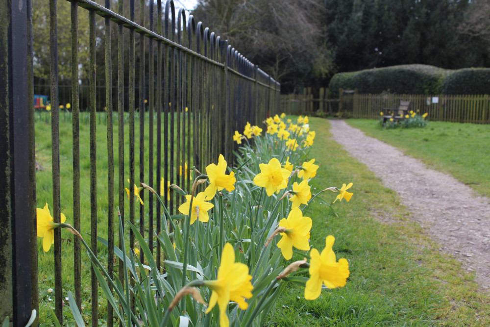 Daffodils on show at Ravenstone. Photo: North West Leicestershire District Council