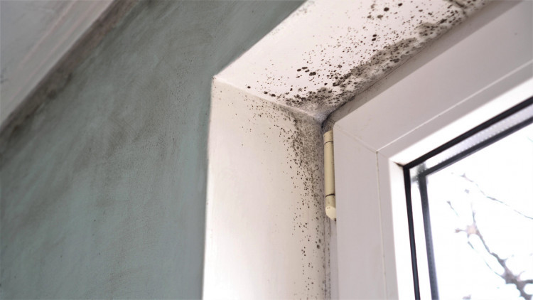 Damp and mould issues are to be tackled by the council (image by Housing Ombudsmen)