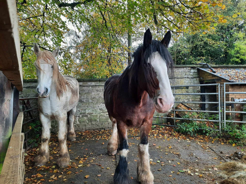 Visit the residents and join the fun at Rutland Farm Park, a family-fun attraction located on Uppingham Road. Image credit: Nub News. 