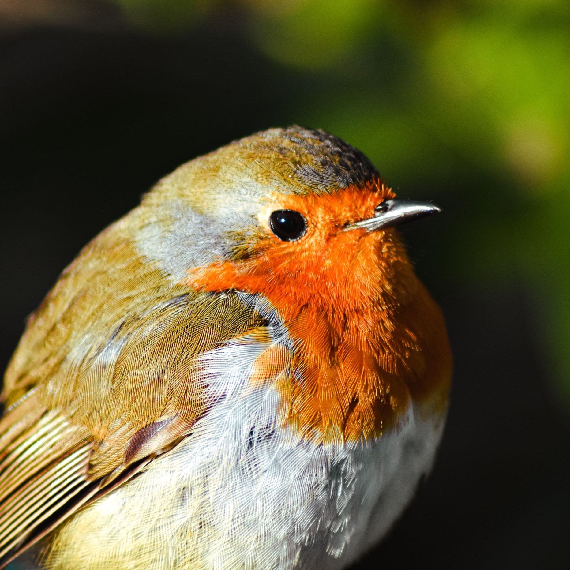 ‘Robin – Wild and Free’ by Ellee Golding-Walker, 19. Young Adult first place. (Photo: Ellee Golding-Walker/Royal Parks)