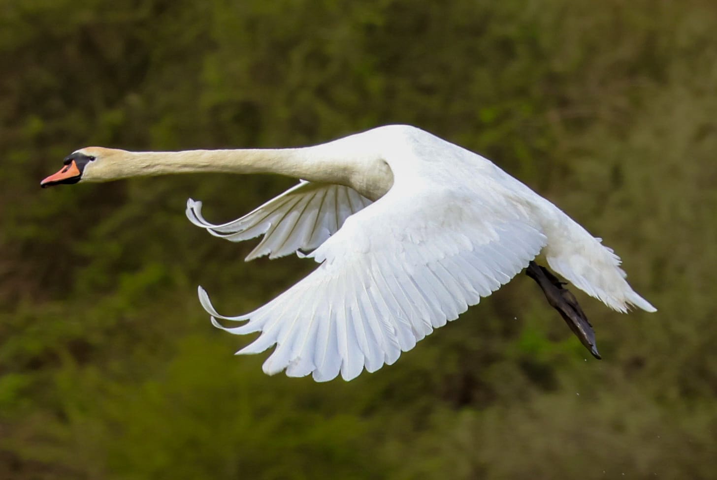 ‘Flying Free’ by Matthew Hill, 13. Junior first place. (Photo: Matthew Hill/Royal Parks)