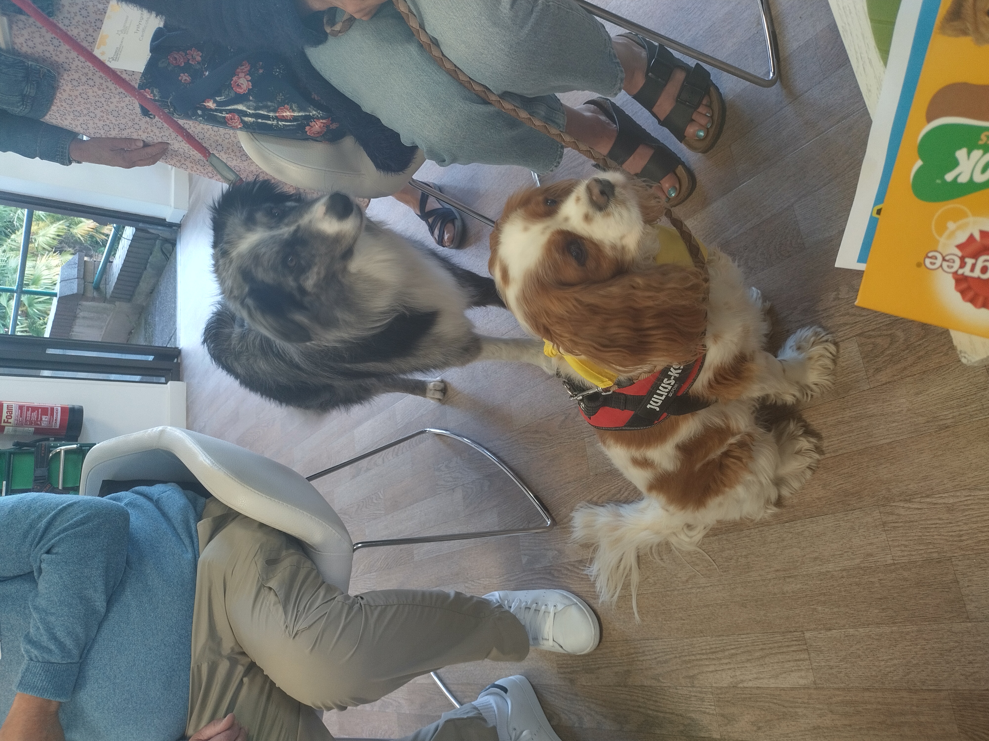 Acer and Alfie, pet therapy dogs, who visit the hospice once a month 