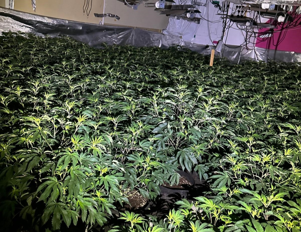 Officers from Greater Manchester police discovered a 'huge' cannabis farm in an unoccupied building on Lower Hillgate in Stockport town centre (Image - GMP)