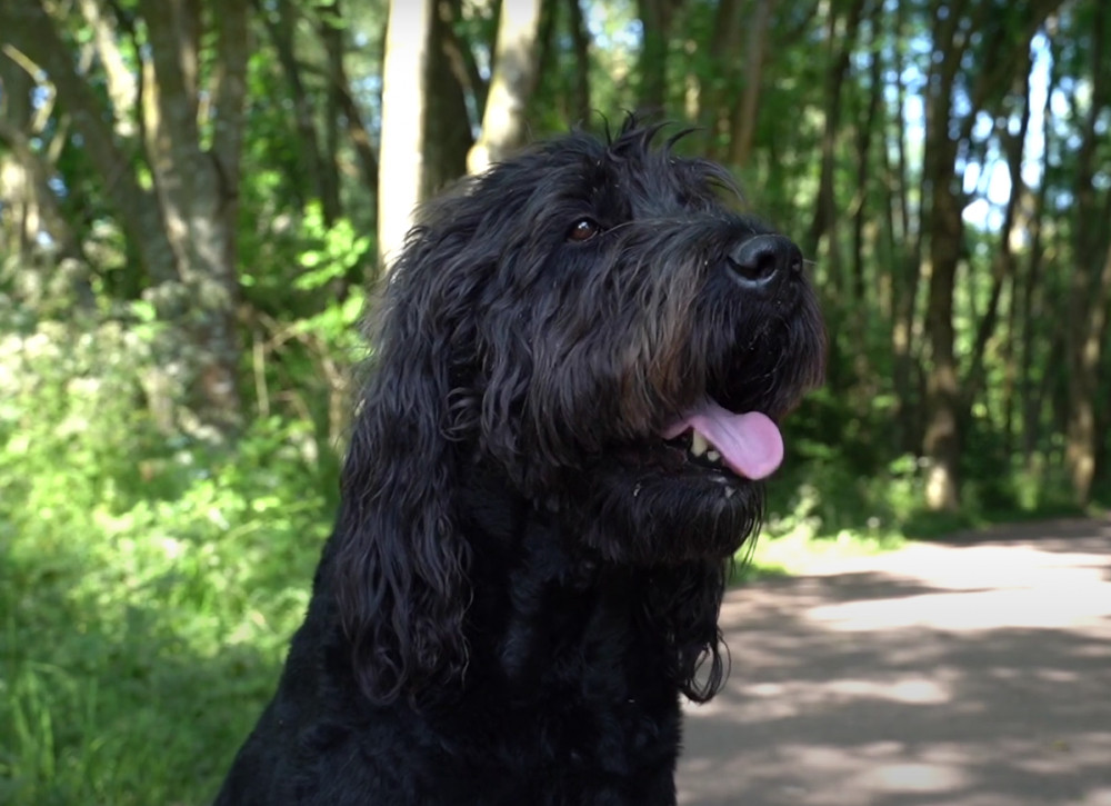 Bruno the Dog, figurehead of the 'Alp 33' political movement, has asked his 'walking mate' Marcus Farmer to stand in the Cheadle constituency on his behalf (Image - Marcus Farmer / Alp 33)