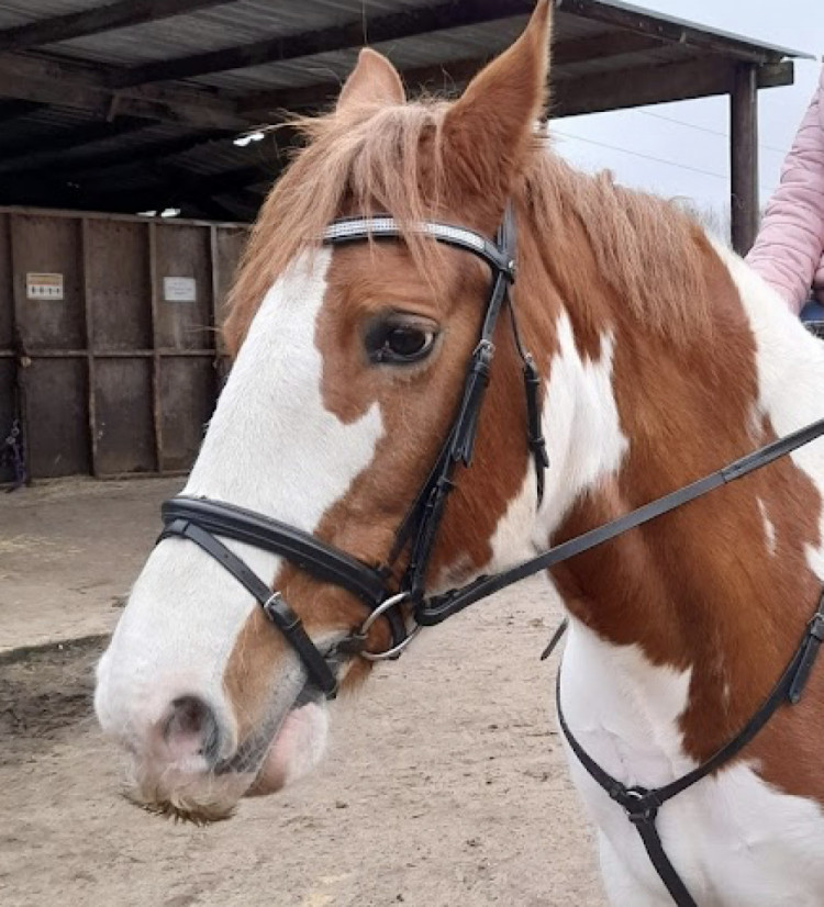 In February councillors decided a 10-acre section of the farm (image via Ickleford Equestrian Centre)