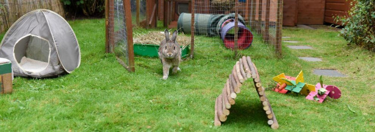 Give your rabbits plenty of room says the RSPCA. (Photo: RSPCA) 