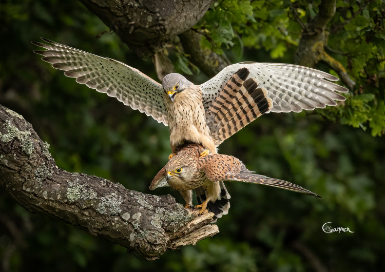 'A Pair of Kestrels'. (Photo: Carmen Drake via Kingston Camera Club)