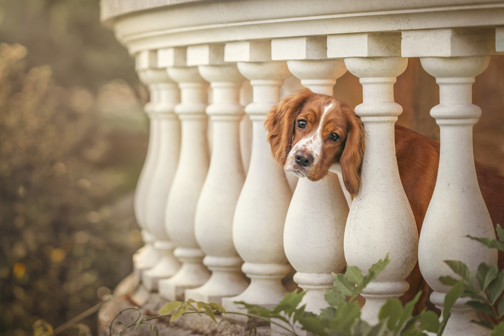 Cocker Spaniel Dog tilting its head in between white columns by west London pet photographer Chohee Courtois (credit: Chohee Courtois).