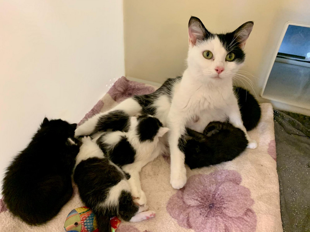 These kittens were rescued from a shed in Crewe. (Photo: RSPCA)