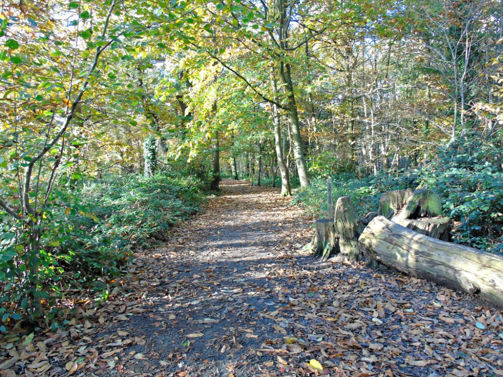 Crackley Wood has received yet another Green Flag Award for its management (image by AJD)