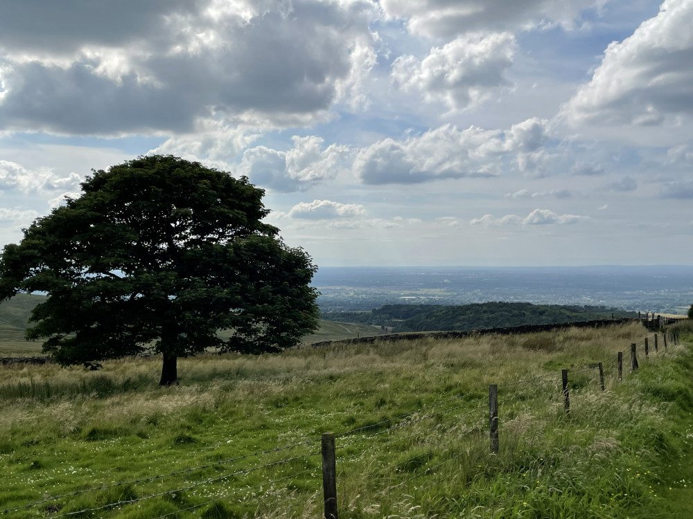 A woman from Stockport has shared her story after being attacked by cows while crossing a field in Hazel Grove (please note this picture is not the farm in question) (Image - Nub News)