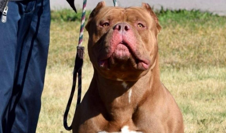 An American XL Bully. (Image - CC 4.0 Dlexus Changes Made Cropped https://commons.wikimedia.org/wiki/File:XL_American_Bully.jpg / https://creativecommons.org/licenses/by-sa/4.0/deed.en)