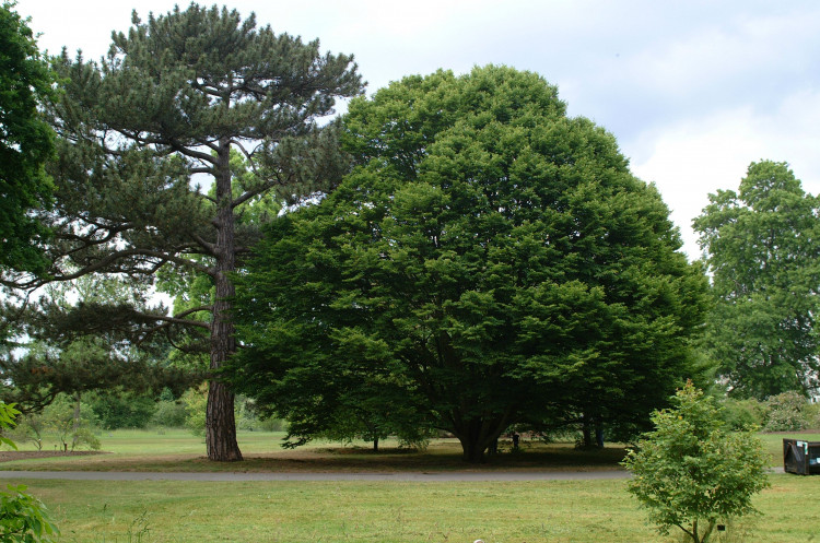 Kew's Landscape Succession Plan reveals that half of its trees could be in danger by 2090 (credit: Royal Botanic Gardens Kew).