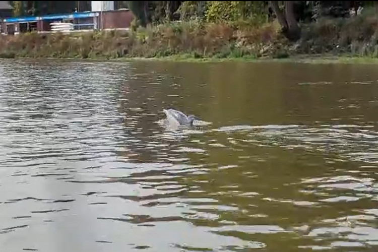 A dolphin was spotted by rowers in Putney, west London swimming in the River Thames (credit: SWNS).