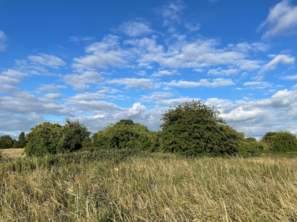 Packsaddle fields in summer 