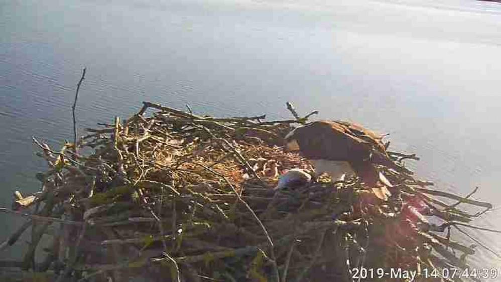 Osprey chicks hatching at Rutland Water in 2019