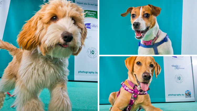 Edition Dog Live is coming to the NAEC Stoneleigh this August (images via Edition Dog)