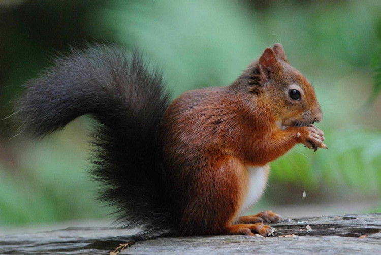 Red squirrel walk and cream tea in the castle