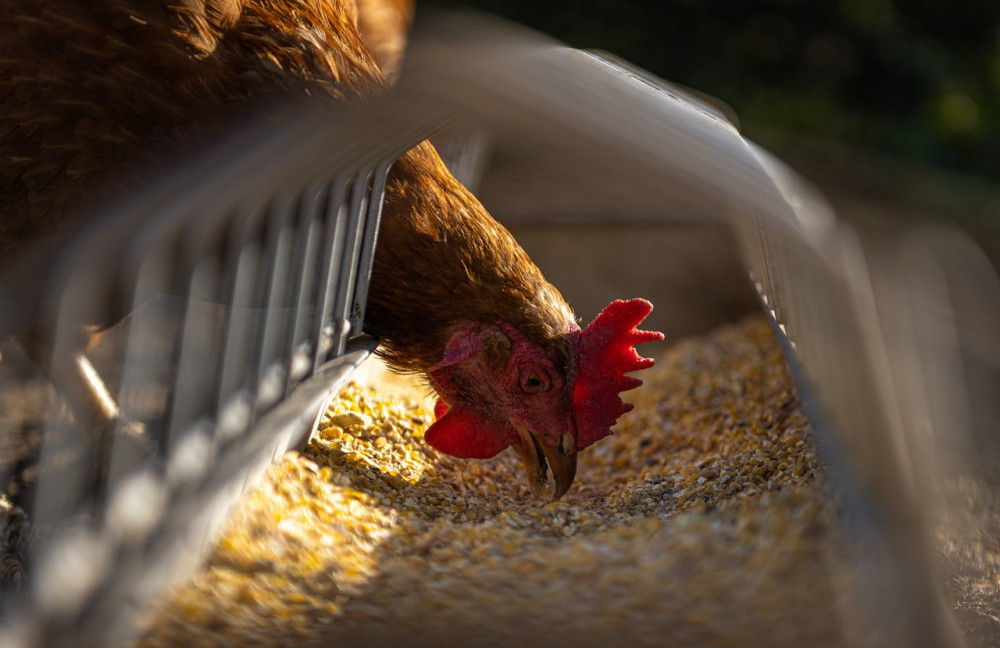 A complaint has been made over Warwick District Council's handling of the Norton Lindsey poultry farm appeal (Image via Pixabay)