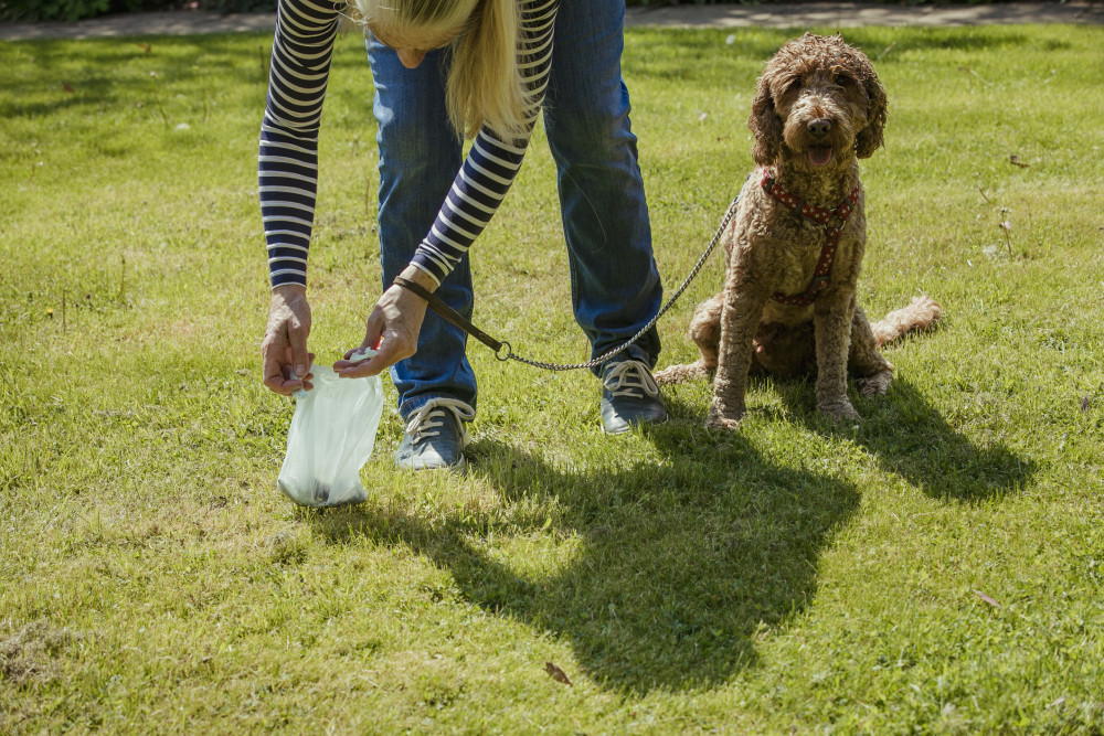 The District Council says all dog walkers must clean up after their pet. Photo: © Liquoricelegs | Dreamstime.com