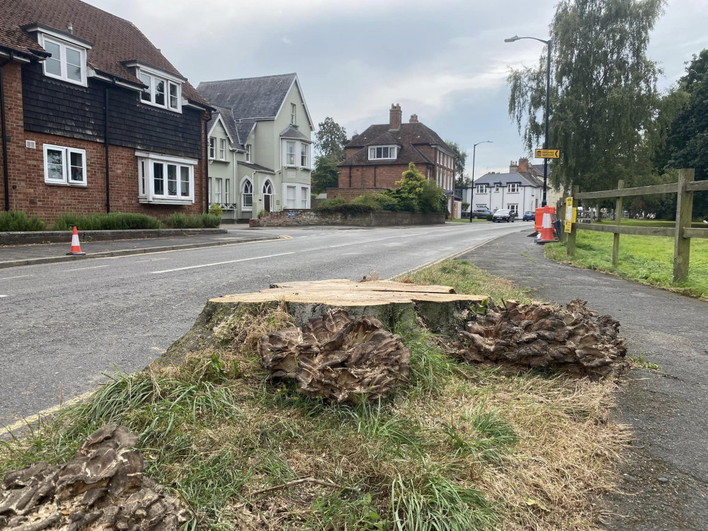 The tree on Abbey Hill was cut down on Tuesday 27 August (image by James Smith)