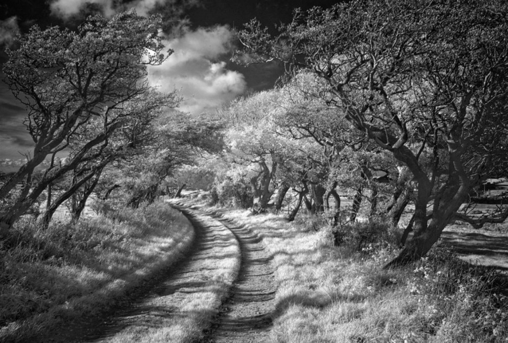 Dorset Trackway by Mike Farley