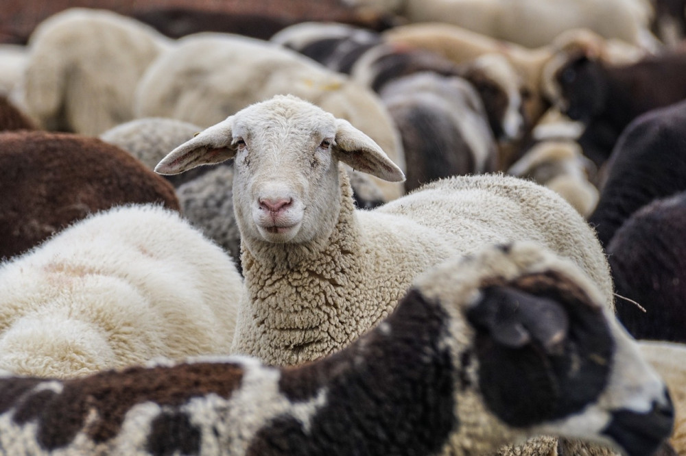 More sheep have been stolen in South Warwickshire (image by Pixabay)