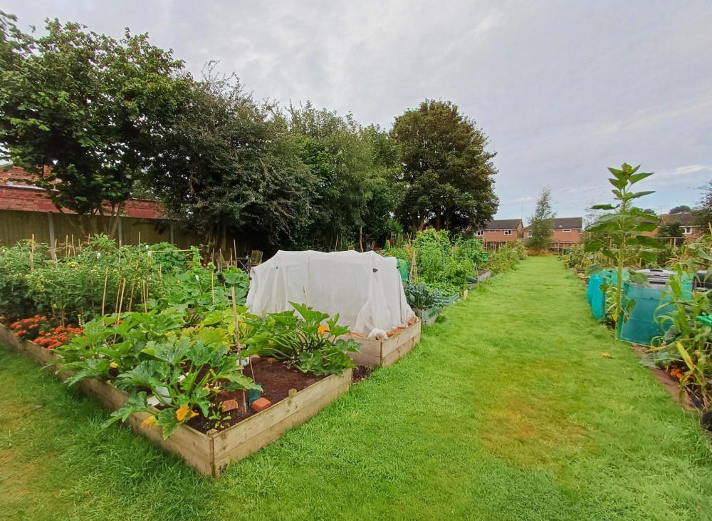 Haslington Parish Allotments  is a small community allotment site on private land set up and run by a committee of volunteers. (Photo: Bev Moon)