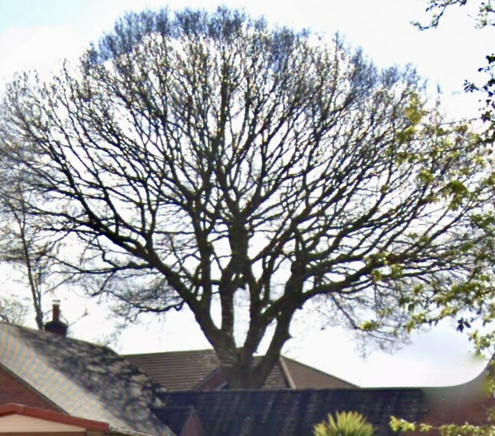 The oak tree can be seen from Brooks Lane in Whitwick, as taken in April. Photo: Google