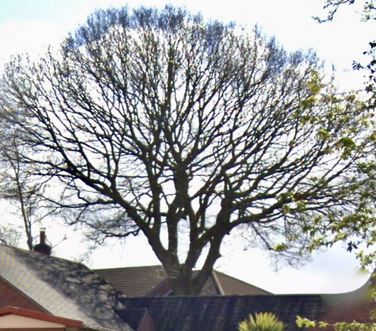 The oak tree can be seen from Brooks Lane in Whitwick, as taken in April. Photo: Google