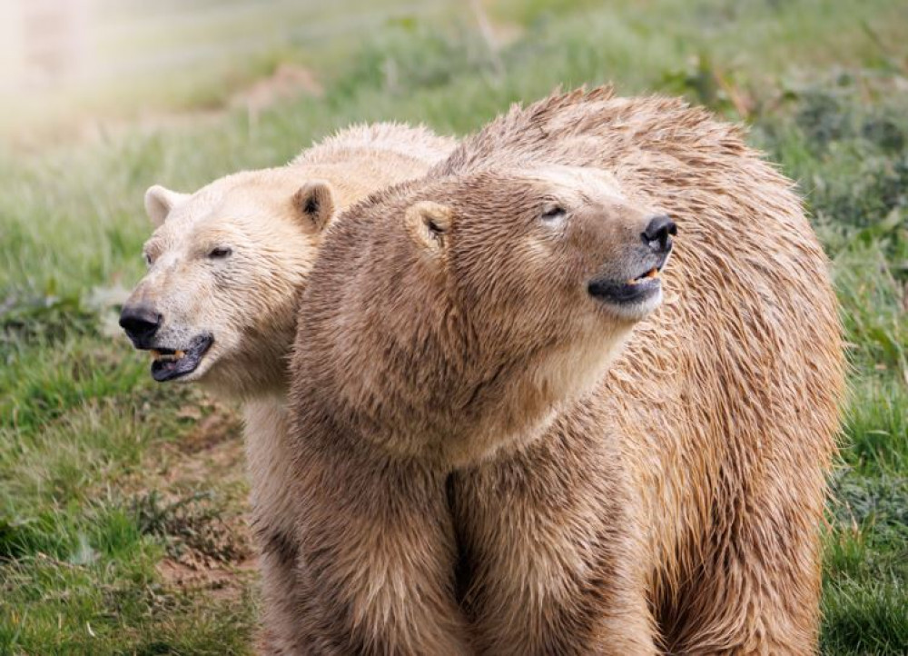 Bears on Jimmy's Farm.