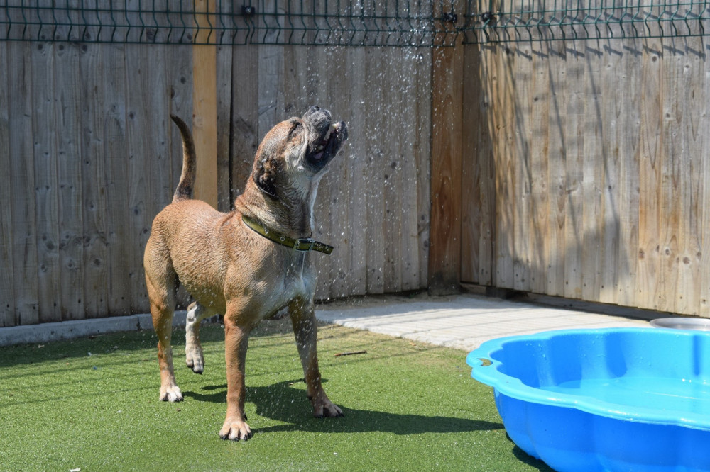 Dogs Trust Kenilworth is temporarily closed (image via Dogs Trust)