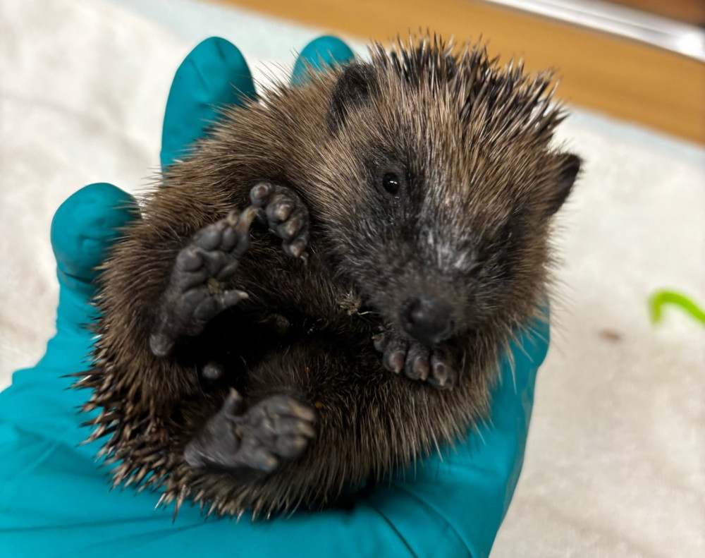 Prickleback Urchins Hedgehog Rescue is a small home-based charity in Market Overton. (Photo credit: Prickleback Urchins Hedgehog Rescue)