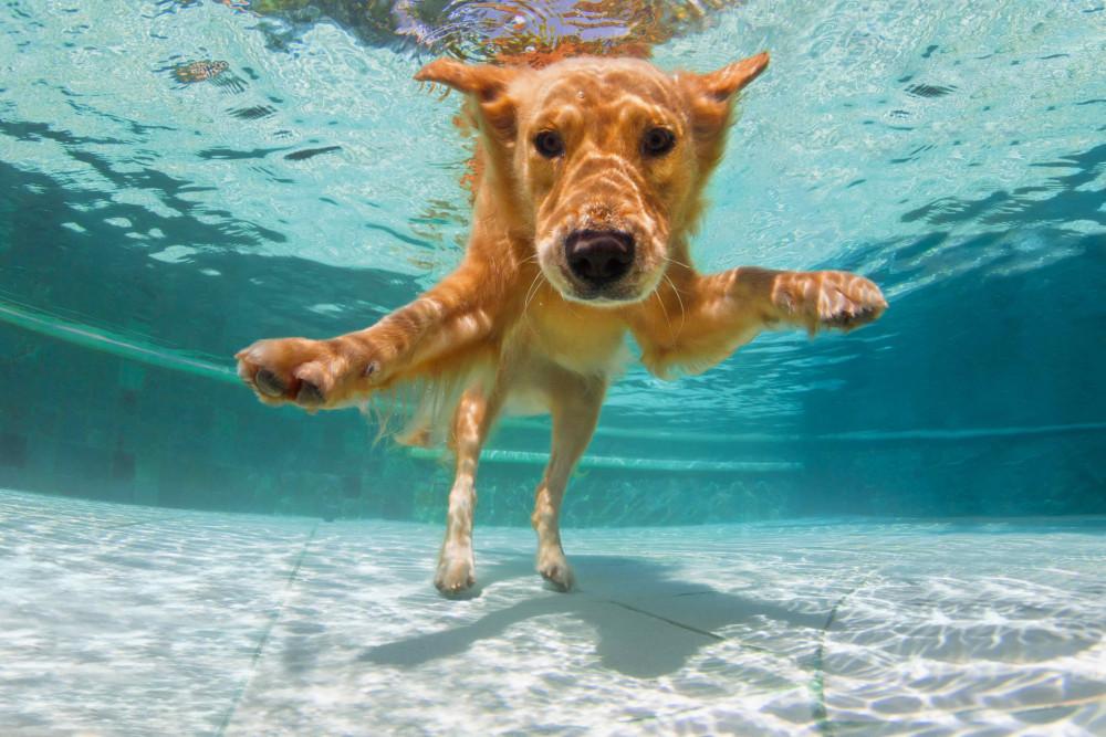 Your pooch is promised a paw-some time at Ashby Lido. Photos: Everyone Active