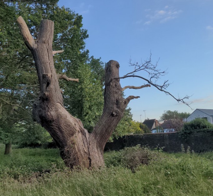 A tree in Richmond Park which has been \'excessively pruned\', according to Mr Roser (Credit: Tom Roser)