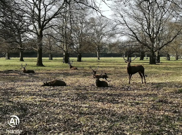 The calendar includes photos of wildlife from both Bushy and Home Parks (Credit: Bara Levente via Google)