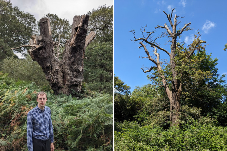 Tom Roser claims Royal Parks are carrying out a 'pruning regime' in Richmond Park, which it denies (credit: Tom Roser).