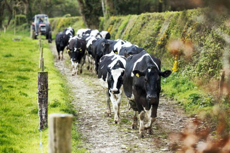 A farming operation near Bruton is looking for a Herdsperson to manage 500 cows across 1,000 acres.