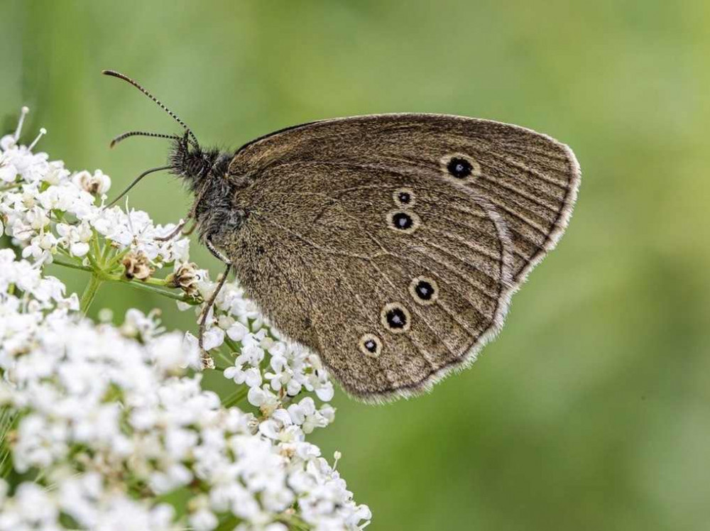 Friends of Abbey Fields Illustrated Talk at The Senior Citizens Club