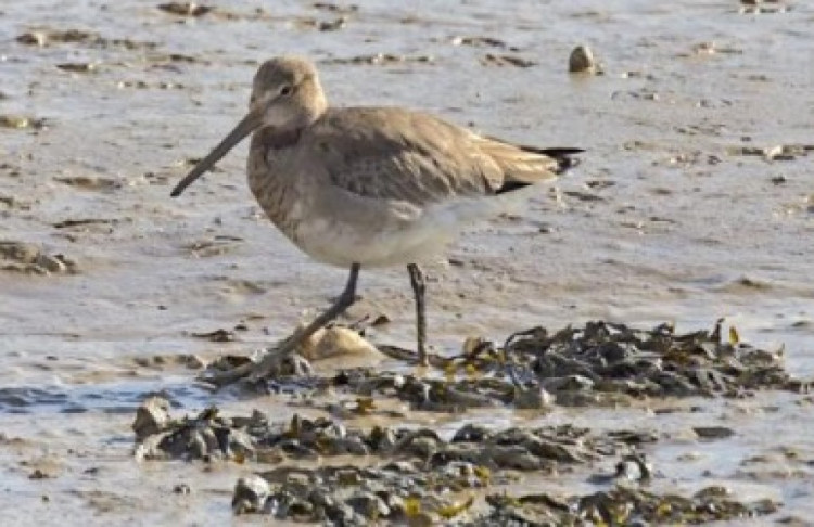 The bird-watching group spotted this large, lanky wader on their most recent walk. The bird is most often sighted on coastal waterways or inland freshwater wetlands. 