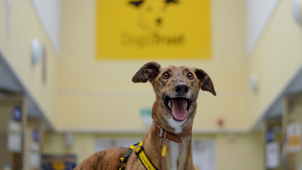 Dogs Trust Kenilworth is reopening this weekend (image via Dogs Trust)