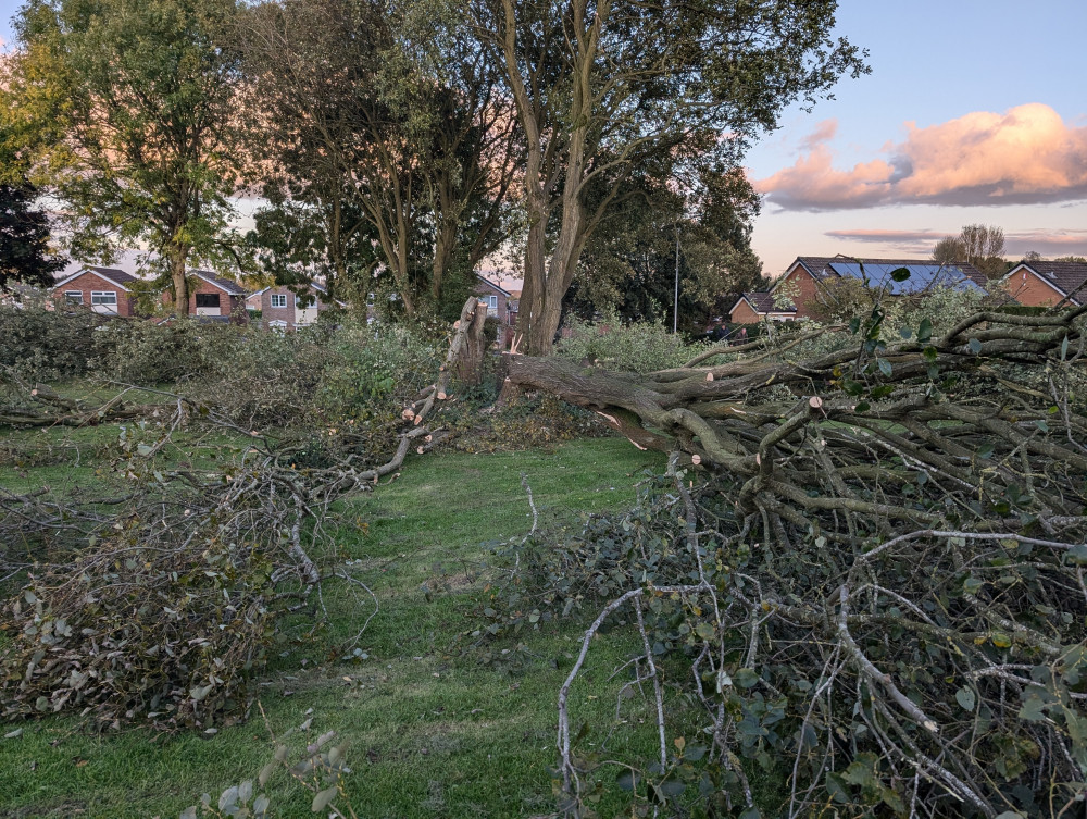 A number of ash, willow and oak trees have been felled on Canberra Crescent, Meir (LDRS).