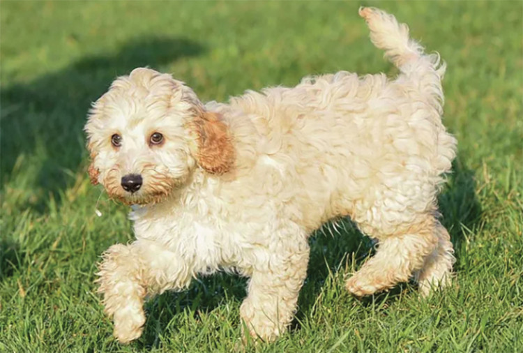 A Cockapoo