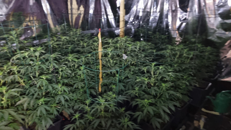 One of the large 'growing rooms' police discovered inside the property. (Photo: Essex Police - Maldon District Facebook Page)