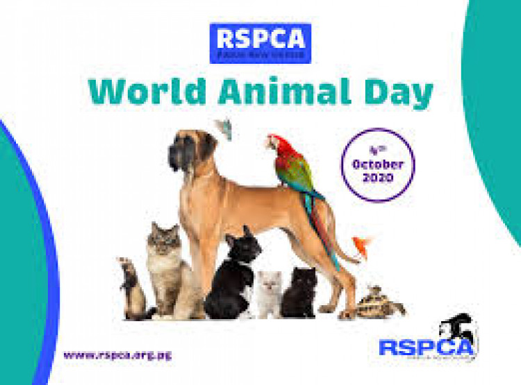 Congleton residents are invited to “spend five minutes” this World Animal Day playing the groundbreaking new RSPCA game which explores what the future could have in store for animals. (Photo: RSPCA)