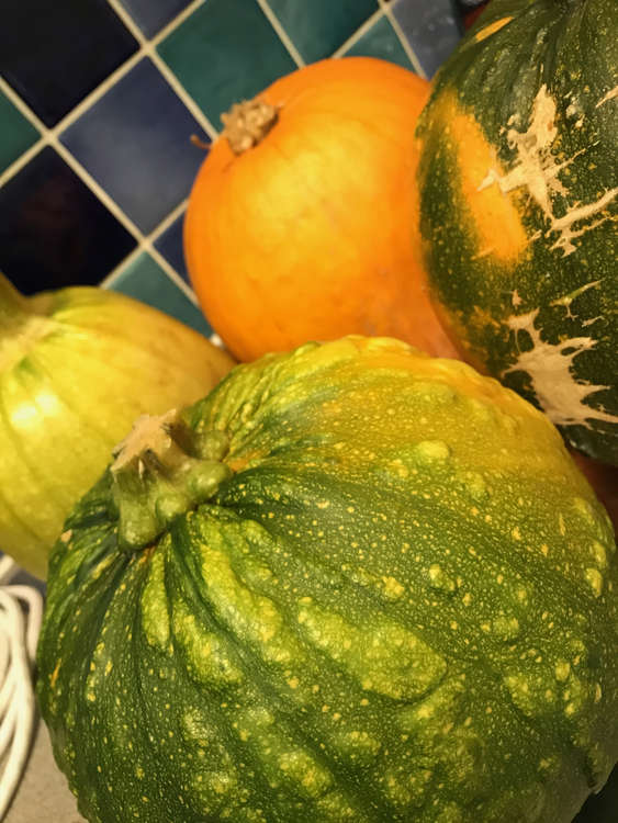 Pumpkins, freshly picked and ready to be carved and cooked!