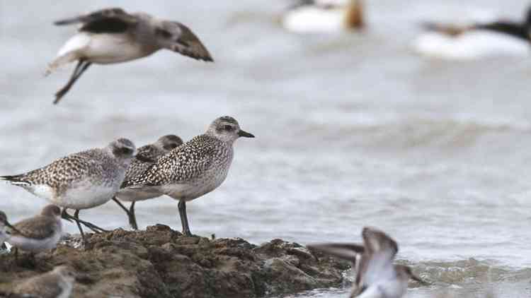 Grey plover feeding on the Stour Estuary - pic credit RSPB