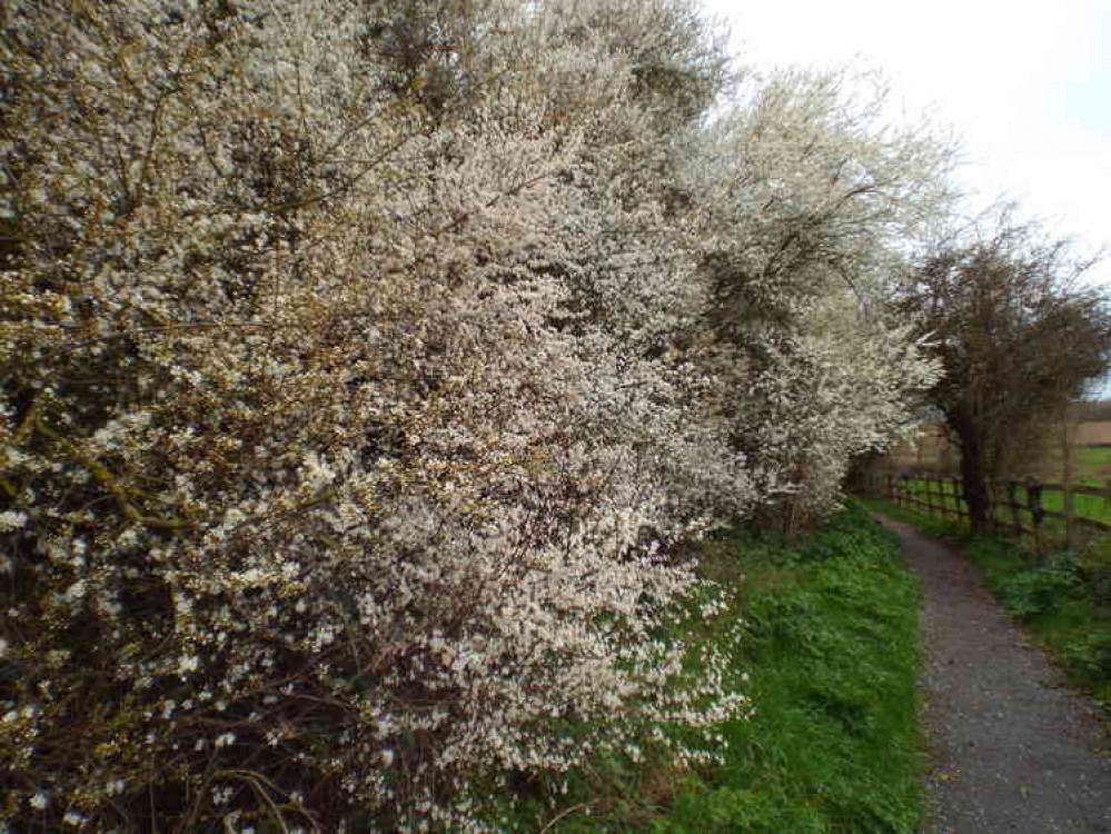 Spring blossom on today's Shotley peninsusla