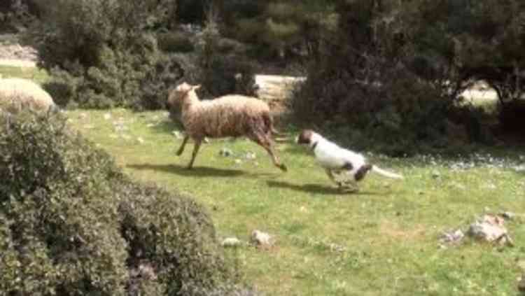 Dogs chasing sheep can seriously harm the livestock