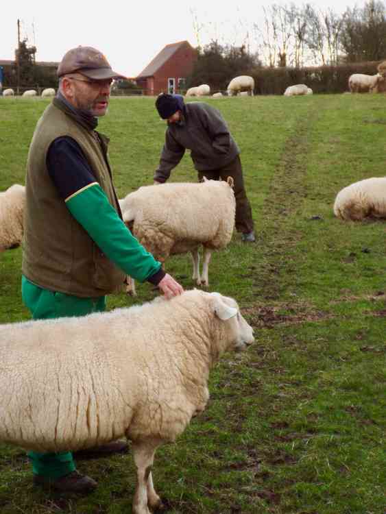 Phil and Sandra tending their flock